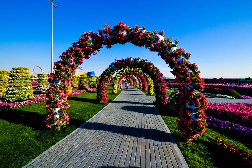 miracle garden 6